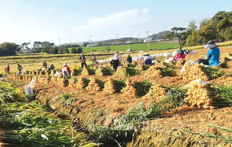 Xuân đến sớm với những lao động thời vụ ở Hàn Quốc