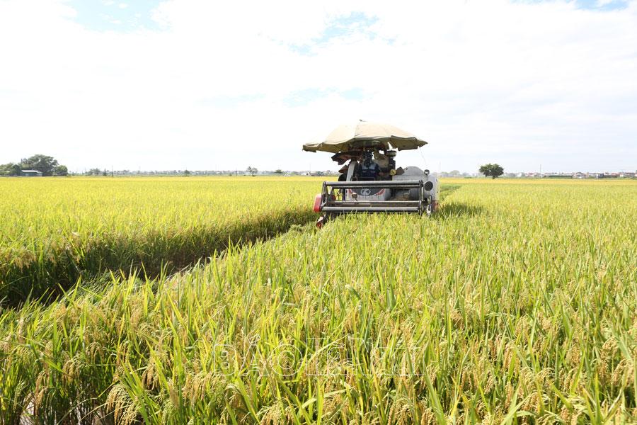 Sản xuất lúa theo hướng hàng hóa