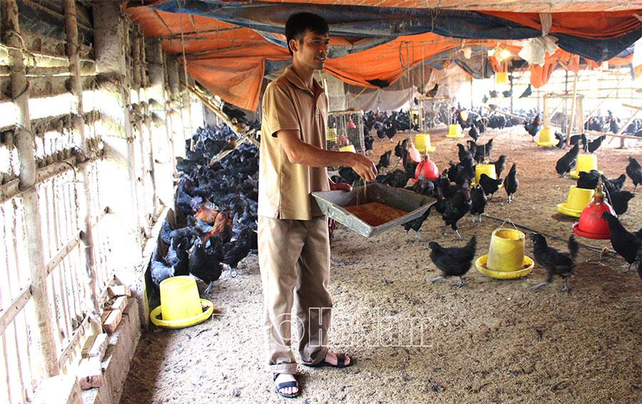 Chàng trai khiếm thị làm giàu từ mô hình nuôi gà H’mông