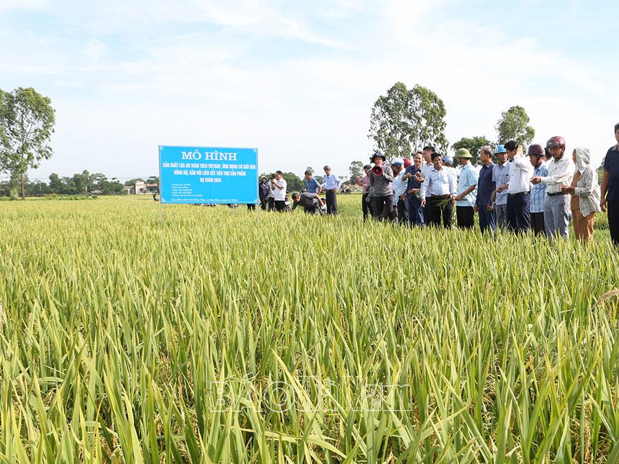 HTXNN Nhân Phúc giảm diện tích lúa cấy máy