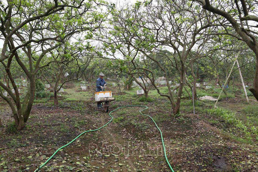 Khôi phục vùng trồng bưởi tập trung Du Long