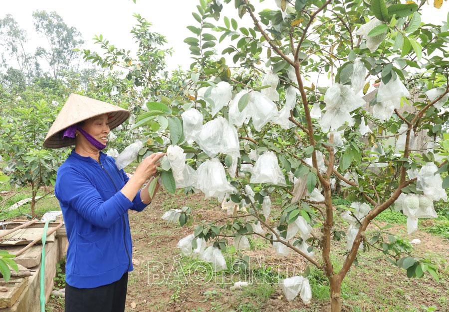 Hiệu quả nguồn vốn tín dụng chính sách ở Hợp Lý