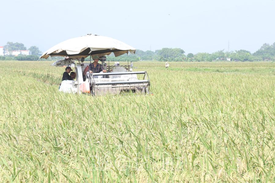 Phát triển sản xuất nông nghiệp ở Bình An