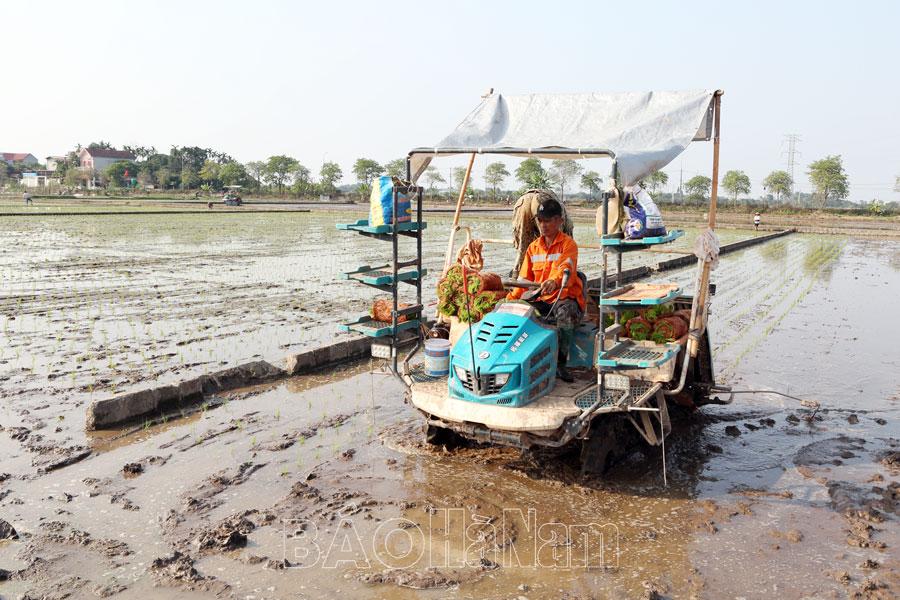 Chuyển đổi cơ cấu giống vụ lúa xuân theo hướng hàng hóa chất lượng