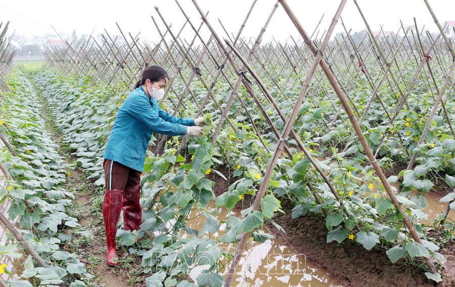 Dưa chuột vụ xuân được giá