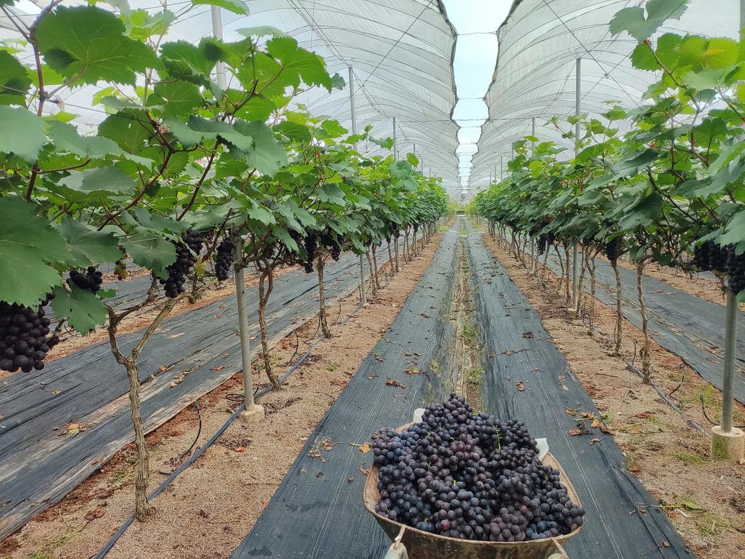 PGS, TS Đào Thế Anh: Đối với người nông dân, công nghệ là phương tiện, chất lượng sản phẩm là mục tiêu