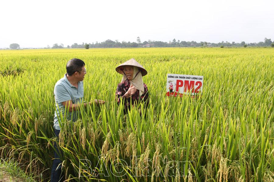 Phát huy vai trò của HTXDVNN trong liên kết sản xuất lúa hàng hóa