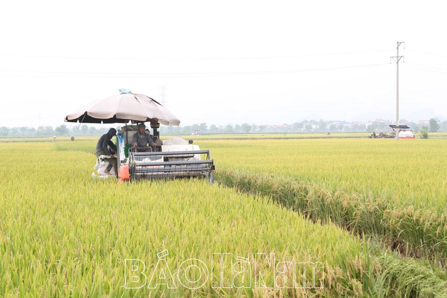 Diện tích lúa giống của HTXDVNN Nguyễn Úy đạt giá trị cao hơn 25% lúa đại trà