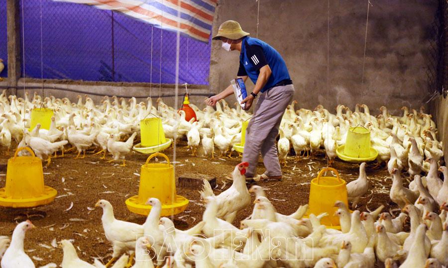 Phát triển chăn nuôi theo hướng an toàn sinh học