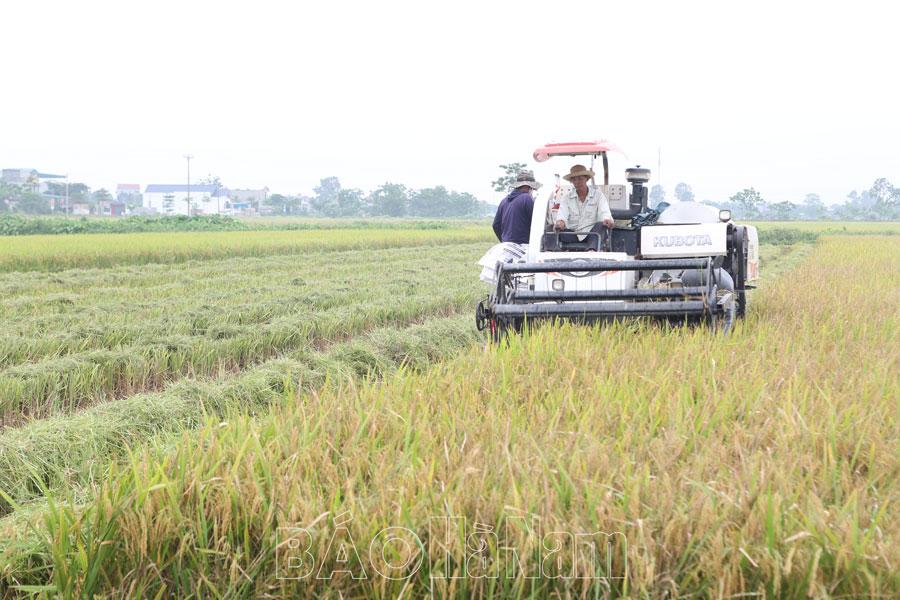 Thu hoạch lúa xuân đạt 43,5% diện tích