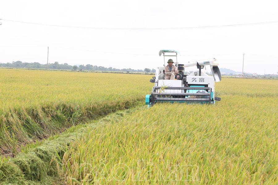 Hiệu quả mô hình cơ giới hóa đồng bộ trong sản xuất lúa ở Thanh Tân