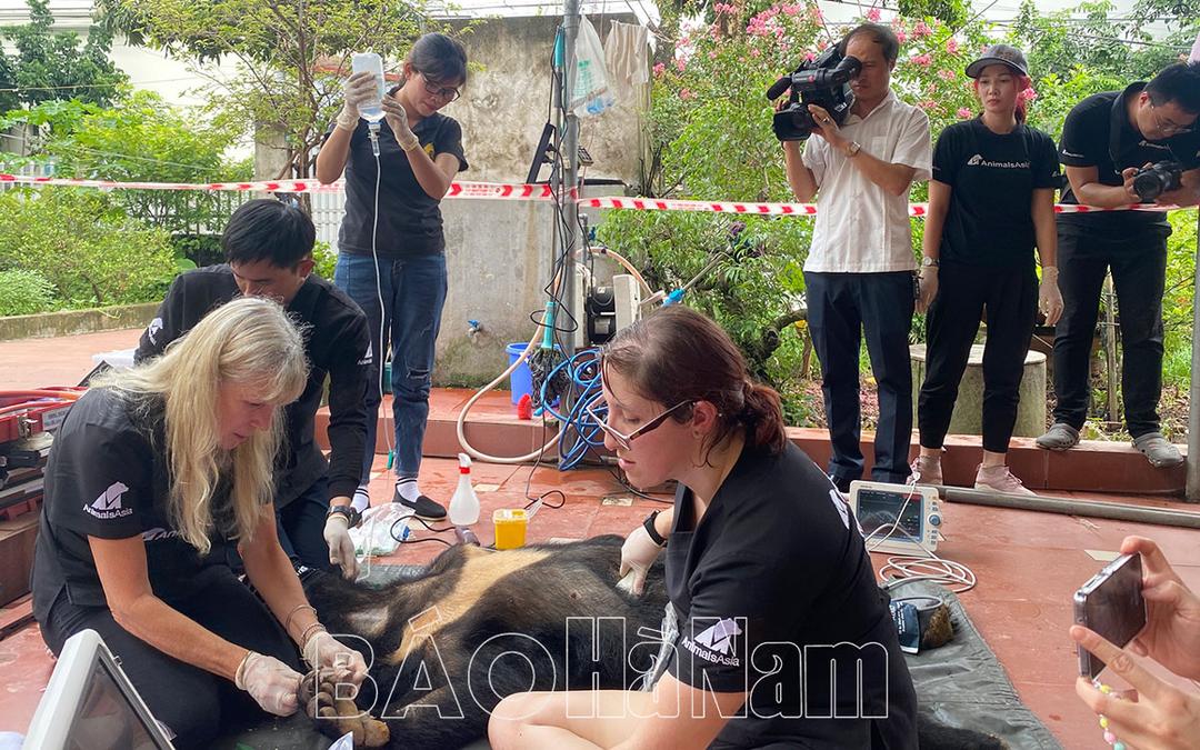 Một gia đình ở phường Hoà Mạc (Duy Tiên) bàn giao cá thể gấu ngựa cho Trung tâm cứu hộ Gấu Việt Nam