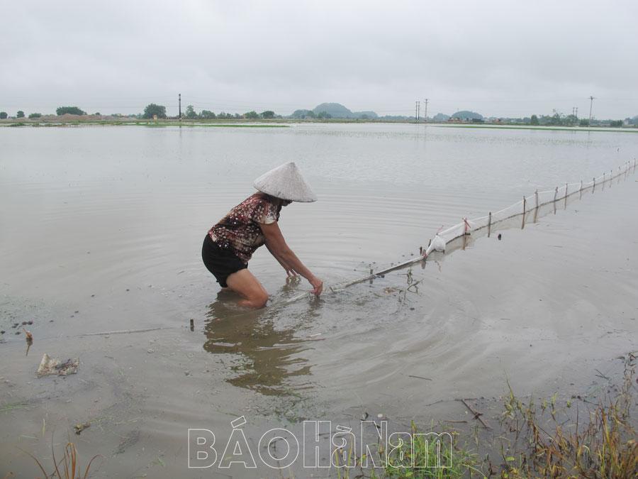 Hơn 50% diện tích lúa mùa bị ngập úng do mưa lớn