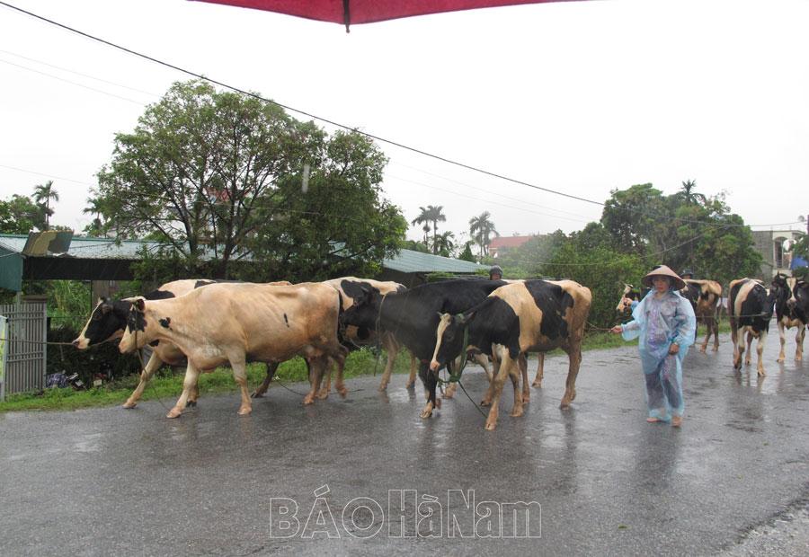 Duy Tiên tập trung di dời người dân và tài sản ra khỏi vùng ngập lụt
