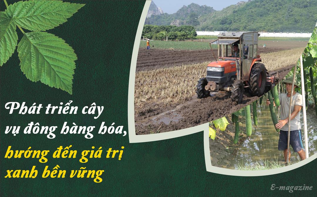 Phát triển cây vụ đông hàng hóa, hướng đến giá trị xanh bền vững