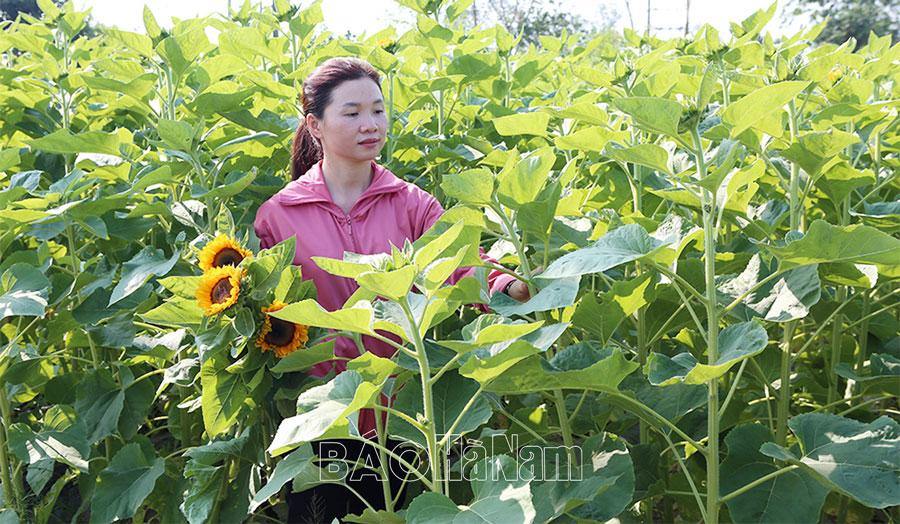 Hiệu quả nông nghiệp trải nghiệm ở HTX Nông nghiệp hữu cơ Trác Văn