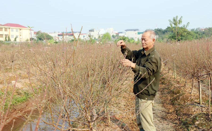 Các vườn đào vào vụ Tết
