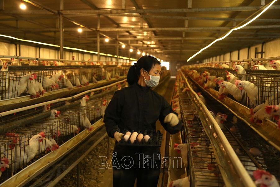 Triển khai quyết liệt các giải pháp phòng, chống dịch bệnh gia súc, gia cầm