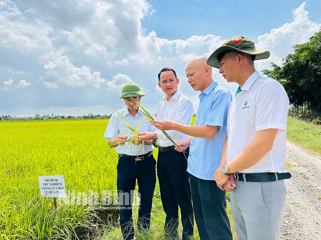 Lãnh đạo Chi cục Trồng trọt và BVTV tỉnh tham quan mô hình sản xuất thử nghiệm giống lúa BL9 tại xã Kim Định, huyện Kim Sơn, vụ Mùa 2024. Ảnh: Nguyễn Lựu
