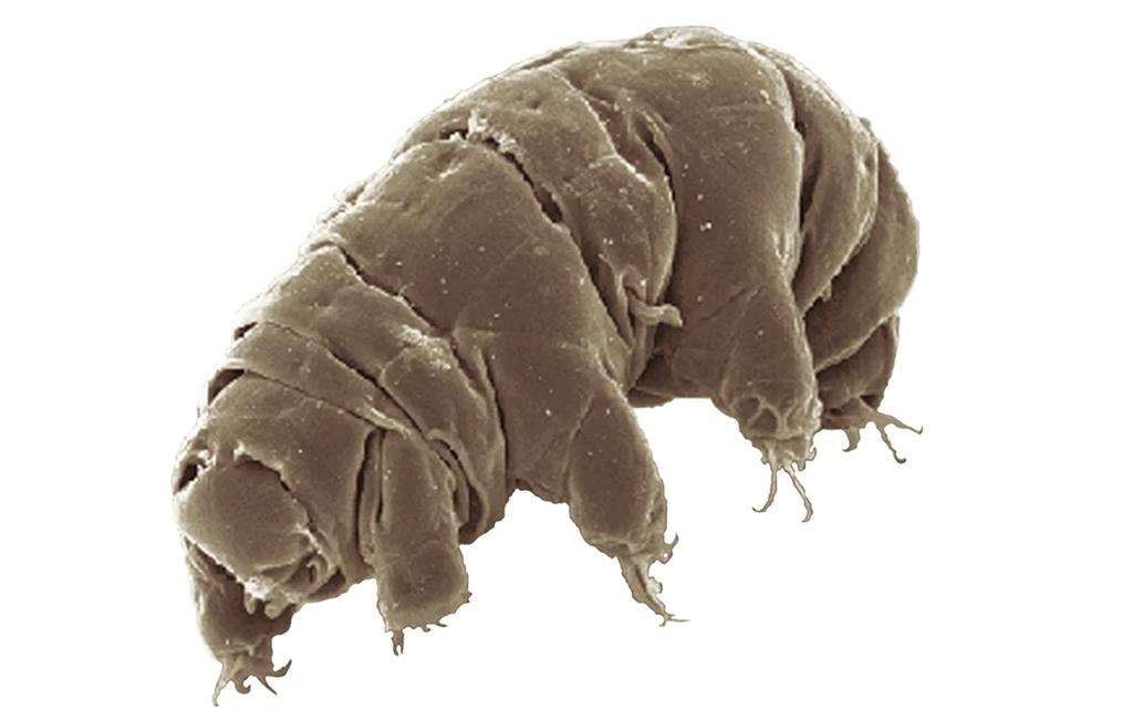 Gấu nước tardigrade. (Nguồn: Wikipedia)
