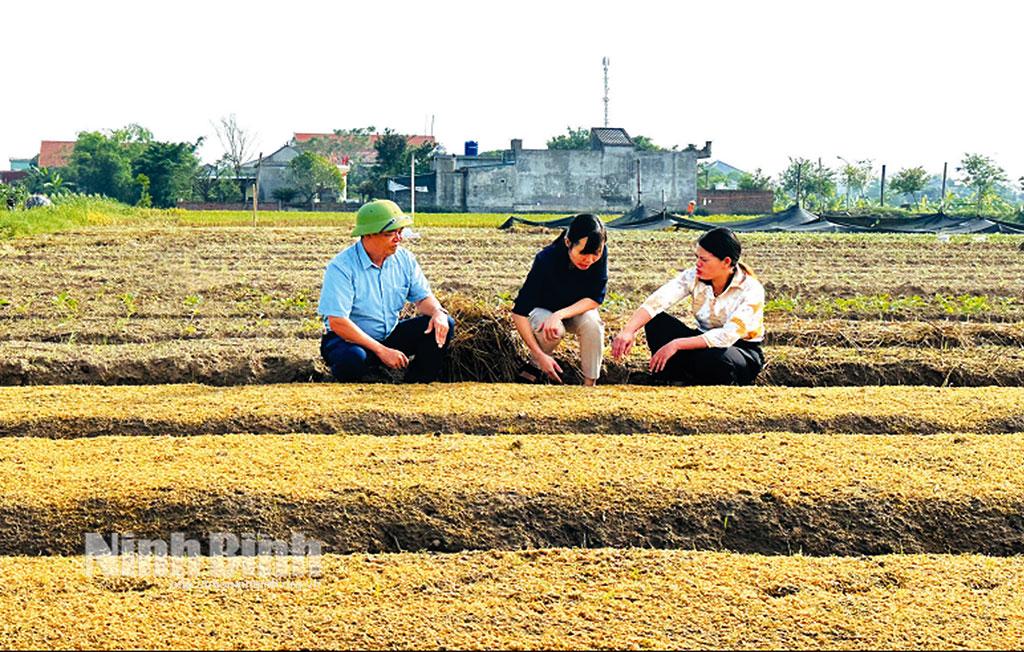 Giống ớt xanh cao sản đang được HTX Nông nghiệp Khánh Dương, xã Khánh Dương (Yên Mô) gieo trồng theo hợp đồng sản xuất bao tiêu sản phẩm với doanh nghiệp.