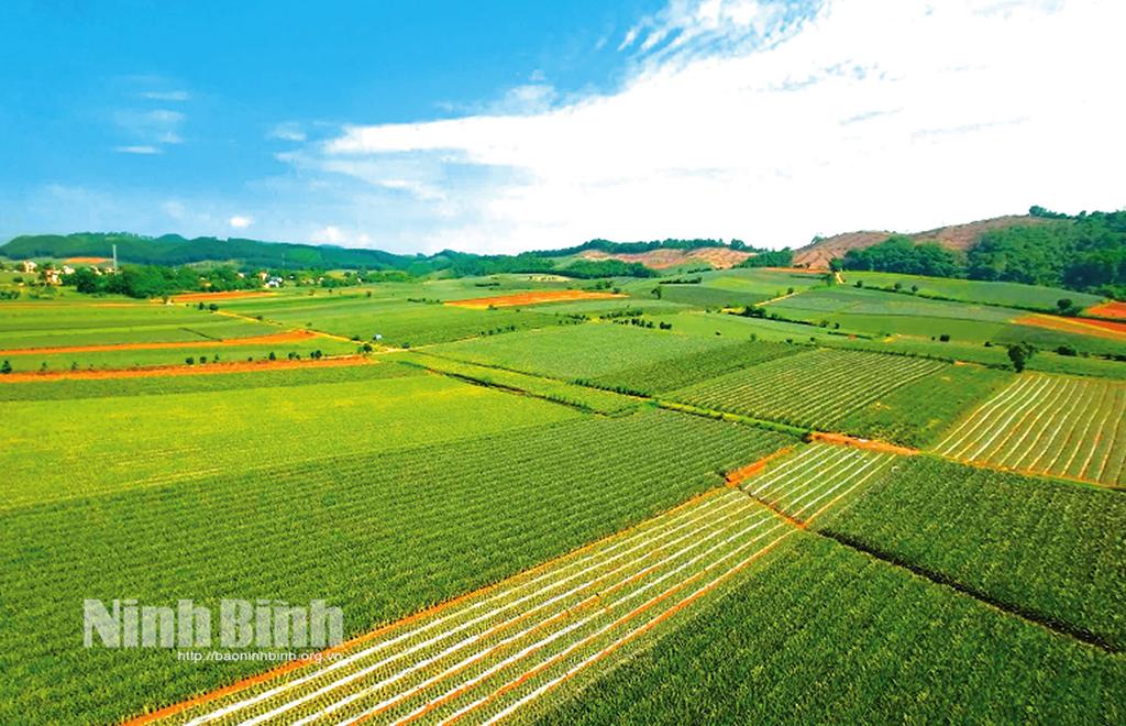 Vùng nguyên liệu của Công ty cổ phần Thực phẩm xuất khẩu Đồng Giao tại thành phố Tam Điệp-nơi Bác Hồ từng về thăm và động viên sản xuất. Ảnh: P.V