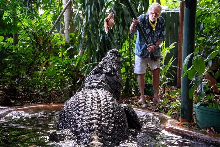 Cá sấu Cassius tại Khu bảo tồn Marineland Melanesia trên đảo Green gần Cairns, Australia, tháng 3/2023. (Ảnh: AAP)