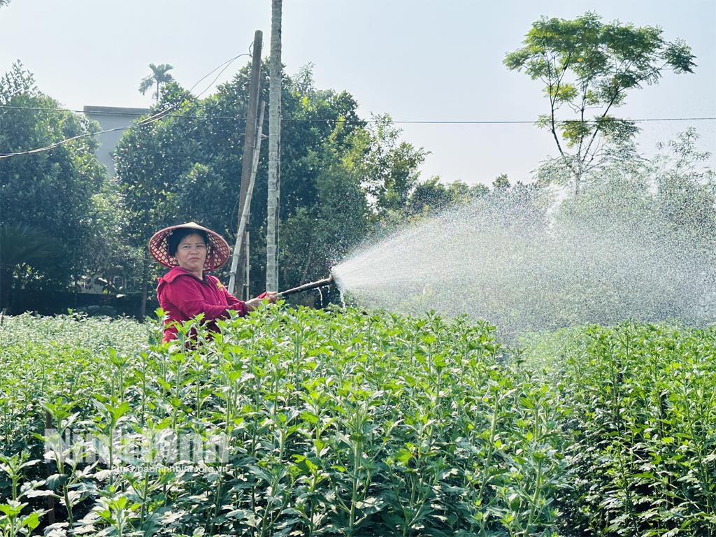 Với mỗi sào hoa cúc, nông dân Thạch Bình thu về từ 20-30 triệu đồng (Trong ảnh: chị Bùi Thị Tuyết,thôn Đồi Dài, xã Thạch Bình chăm sóc vườn hoa cúc chuẩn bị cung ứng cho thị trường dịp Tết Nguyên đán).