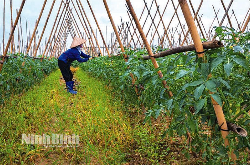 Rau màu là một trong những loại cây vụ đông cho giá trị kinh tế cao, được nông dân huyện Gia Viễn đẩy mạnh sản xuất.