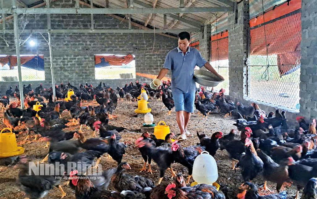 Gia đình anh Phạm Duy Bình, chủ gia trại chăn nuôi gà ở xóm Hàn Dưới, xã Yên Đồng (Yên Mô) mua thêm 1.000 con gà giống để gối lứa, chuẩn bị cho thị trường Tết.