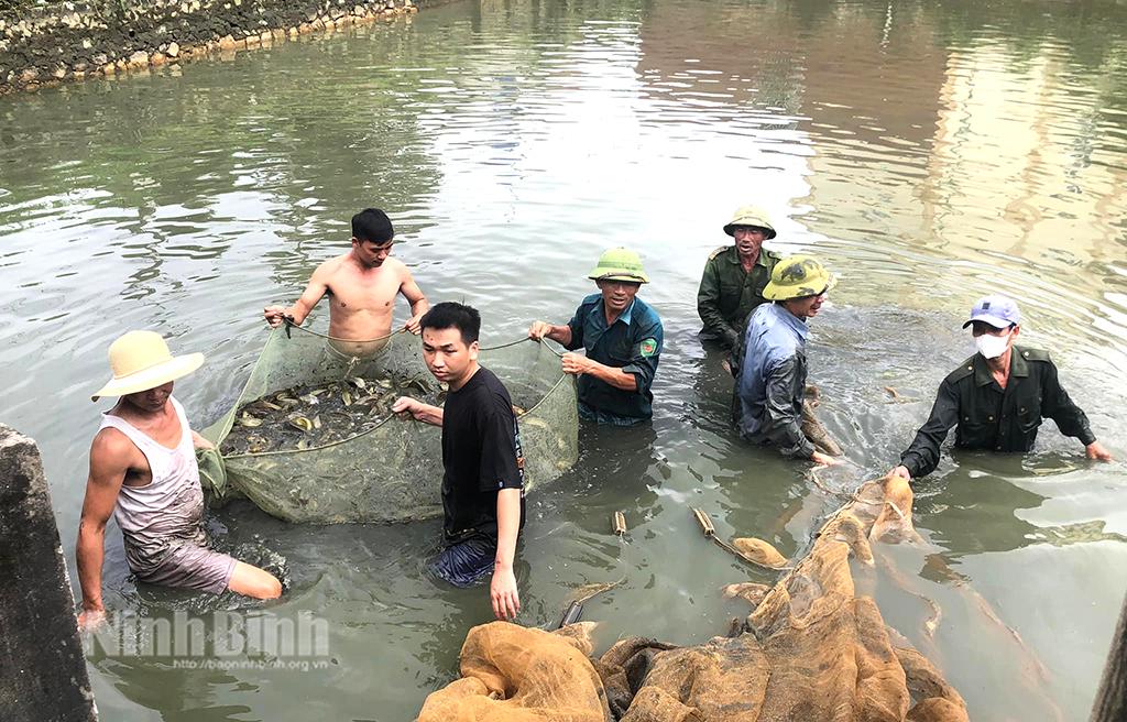 Gia đình ông Hồ Văn Thể (xóm Hoàng Tiến, xã Yên Đồng) thu hoạch cá trê vàng