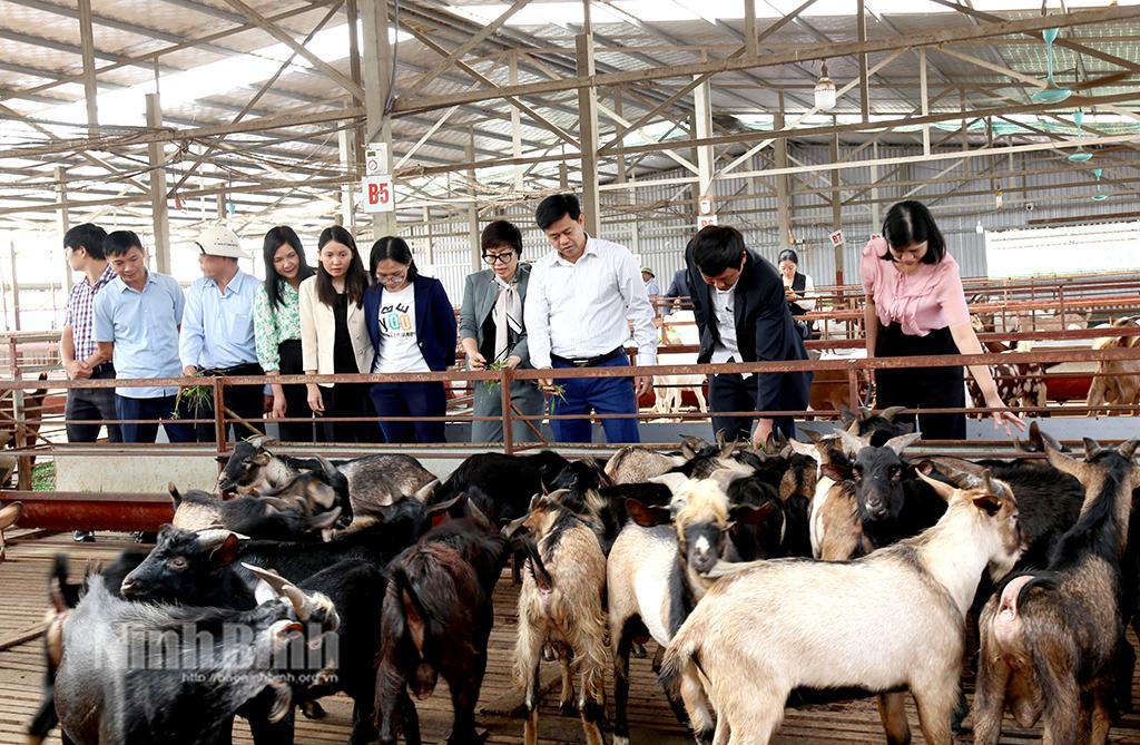 Các đại biểu tham quan mô hình nuôi dê ở HTX dê thảo dược Khánh Thành (Yên Khánh).
