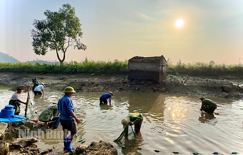 Người dân thôn Phượng Lâm, xã Văn Phú, huyện Nho Quan thu hoạch tôm càng xanh.