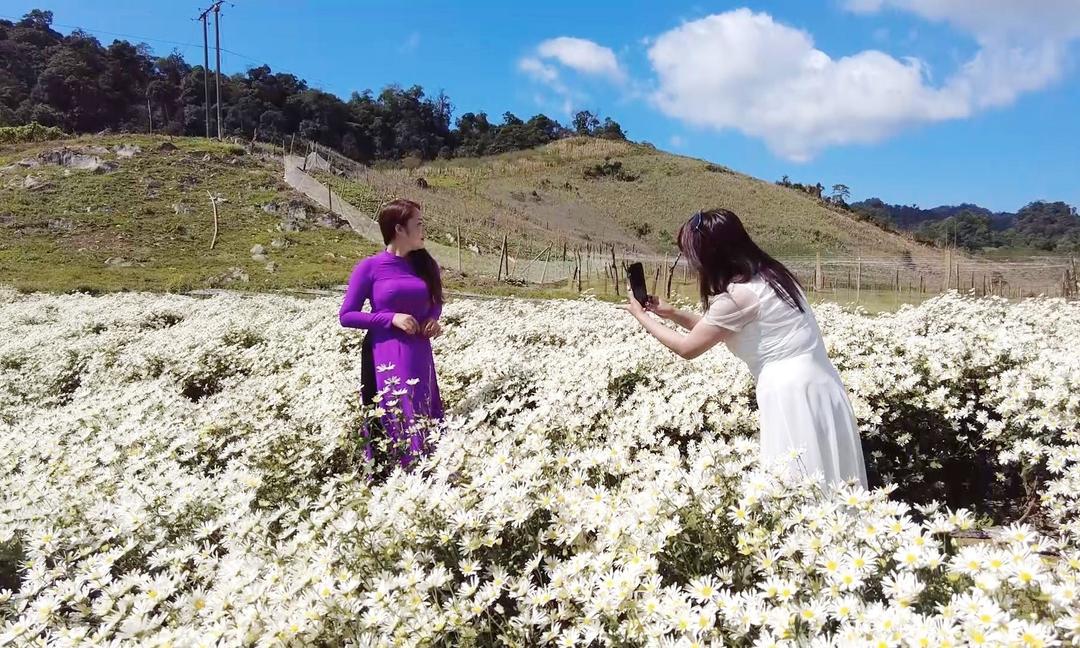 Du khách tham quan, chụp ảnh với cúc hoạ mi tại huyện Mộc Châu, Sơn La.