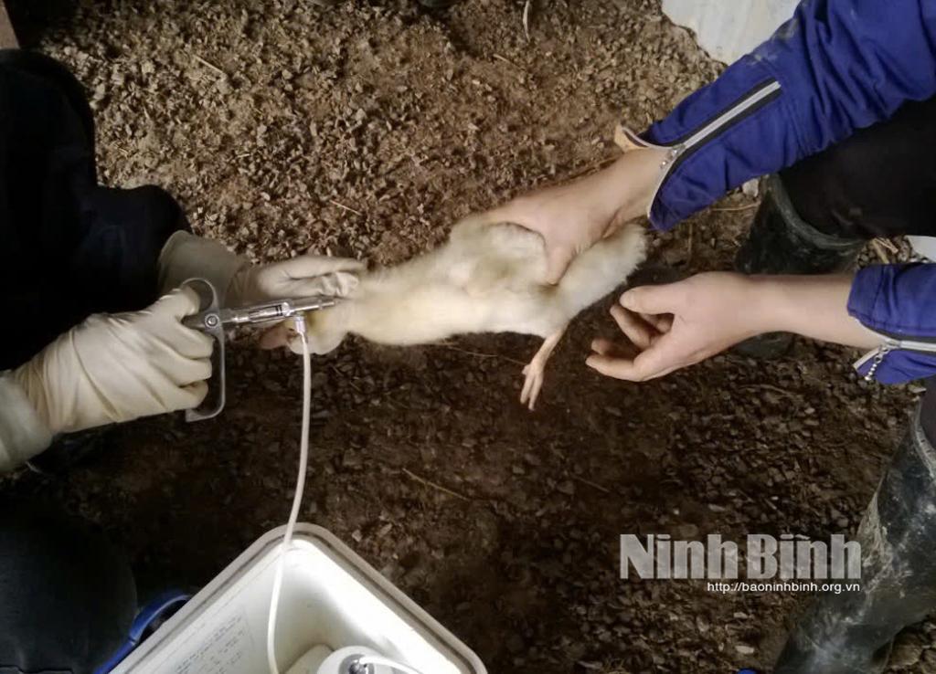 Tiêm phòng vắc xin cúm gia cầm cho đàn vịt tại xã Lạc Vân, Nho Quan).