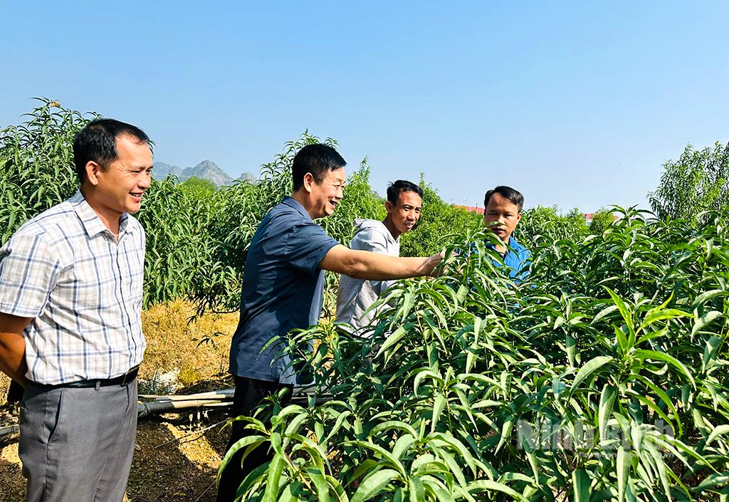 Lãnh đạo xã Gia Lâm thăm mô hình trồng đào cảnh của người dân.