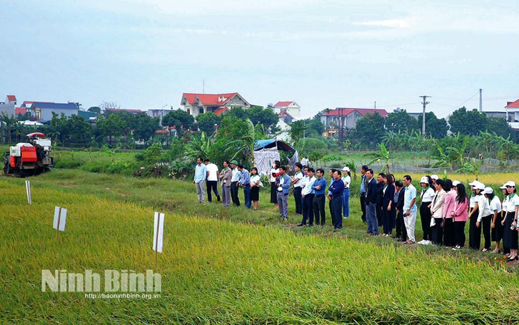 Các đại biểu, học viên tham quan ruộng lúa thực hành, thí nghiệm lớp học vụ Mùa 2024 tại xã Khánh Hòa (Yên Khánh).