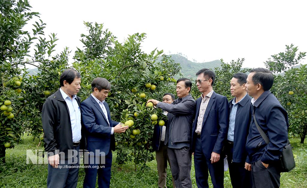 Đoàn công tác Văn phòng Điều phối NTM tỉnh Ninh Bình tham quan mô hình trồng cam giòn của hộ gia đình ông Phan Văn Thanh, thôn Anh Hùng, xã Thượng Lộc, huyện Can Lộc (Hà Tĩnh).