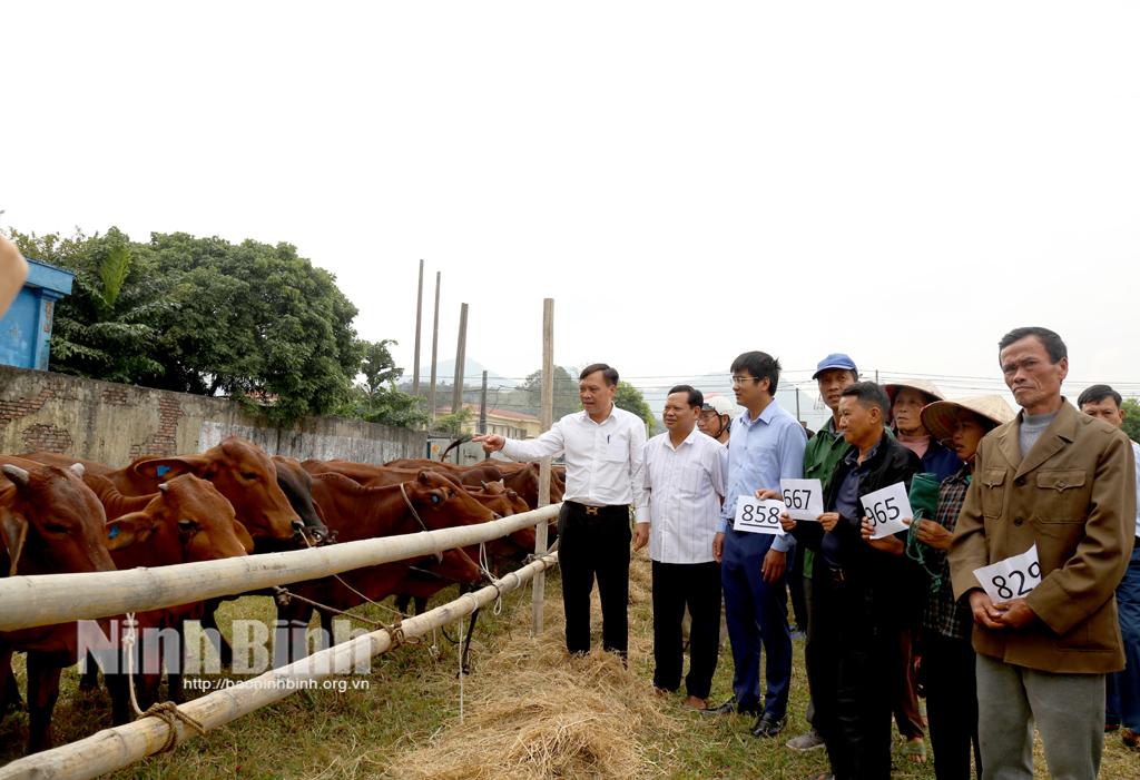 Bàn giao bò sinh sản cho các hộ nghèo, hộ cận nghèo trên địa bàn huyện Yên Mô.