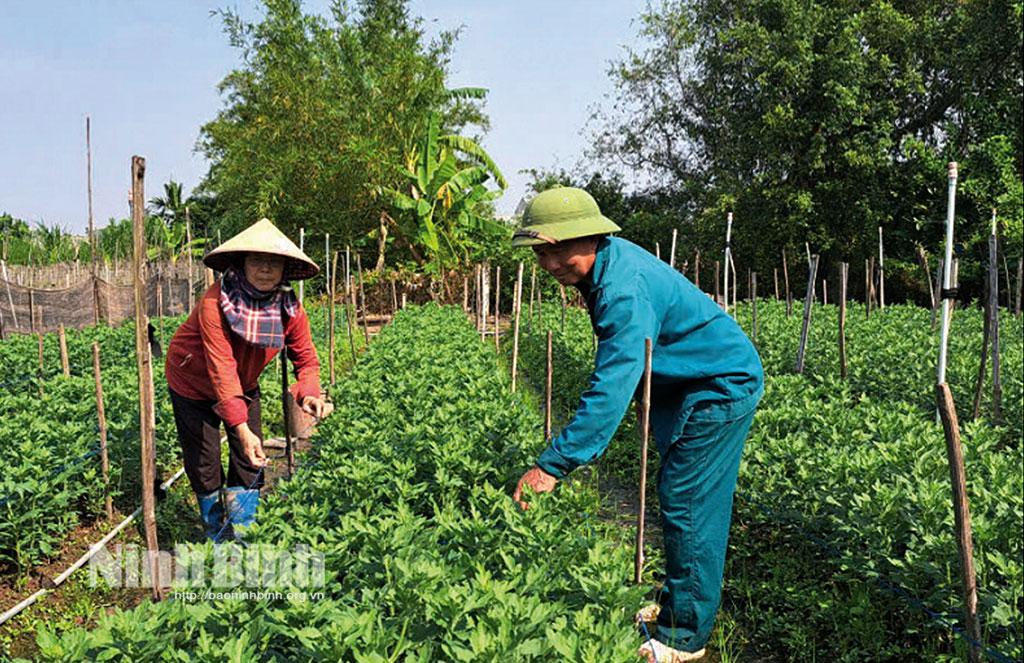 Nông dân trồng hoa xã Kim Tân (Kim Sơn) tích cực chăm sóc vườn hoa phục vụ Tết.