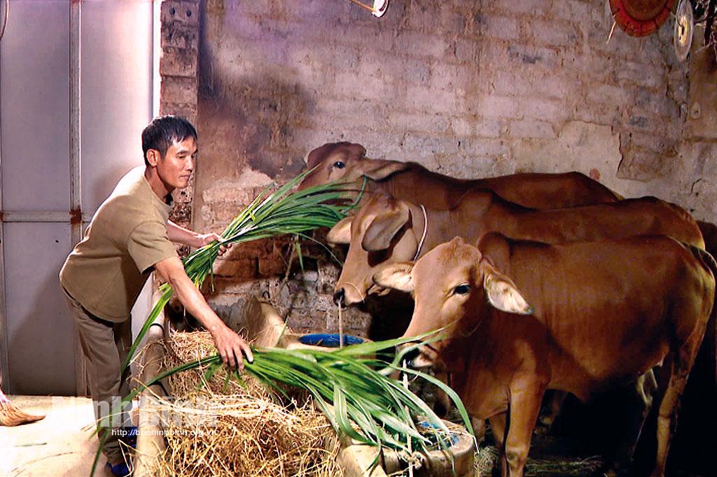 Gia đình anh Bùi Ngọc Xuyên, xóm 3 Vân Tiến, xã Khánh Vân (Yên Khánh) thoát nghèo nhờ được hỗ trợ bò sinh sản.