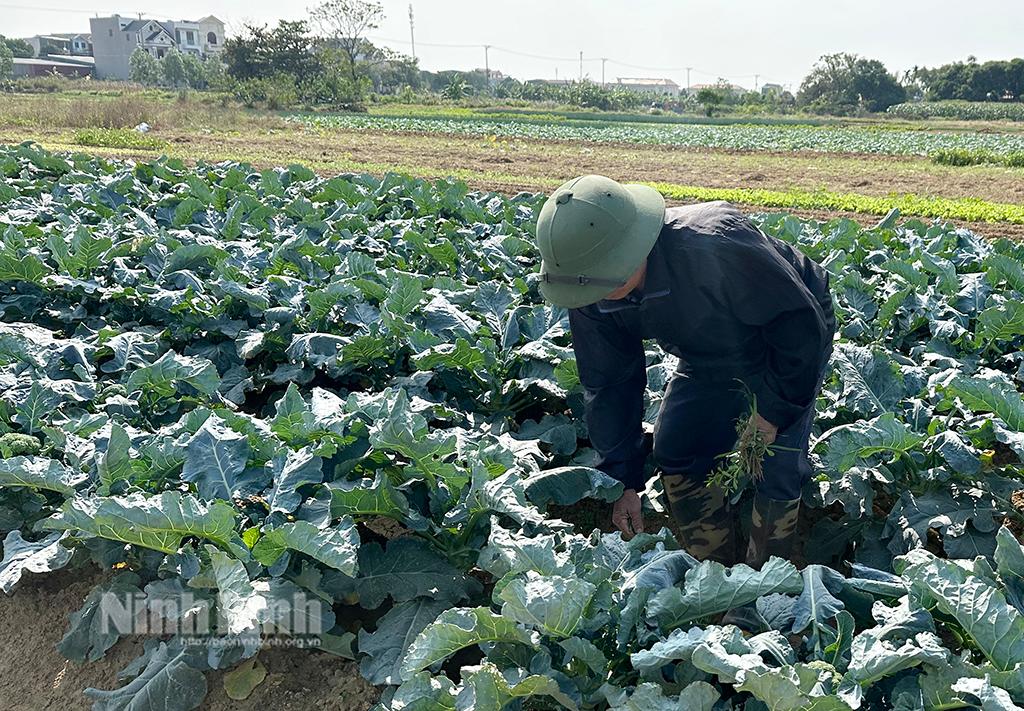 Nông dân Ninh Sơn tích cực chăm sóc rau màu vụ đông.
