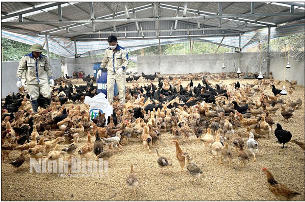 Xã viên HTX sản xuất, chế biến và thương mại dịch vụ Hà Trung, xã Kỳ Phú (Nho Quan) tăng cường bổ sung dưỡng chất cho đàn gà nhanh phát triển, phục vụ thị trường cuối năm.