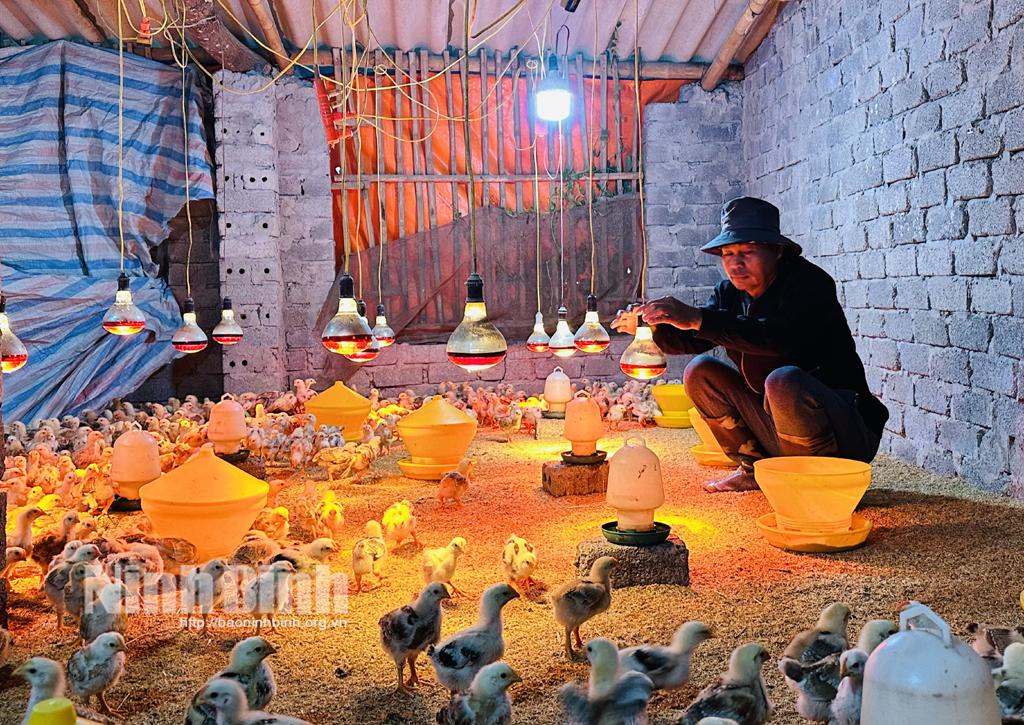 Ngững ngày giá rét ông Phạm Duy Bình (thôn Hàn Dưới, xã Yên Đồng) lắp bổ sung đèn sưởi để nâng nền nhiệt độ trong chuồng, bảo vệ đàn gà con.