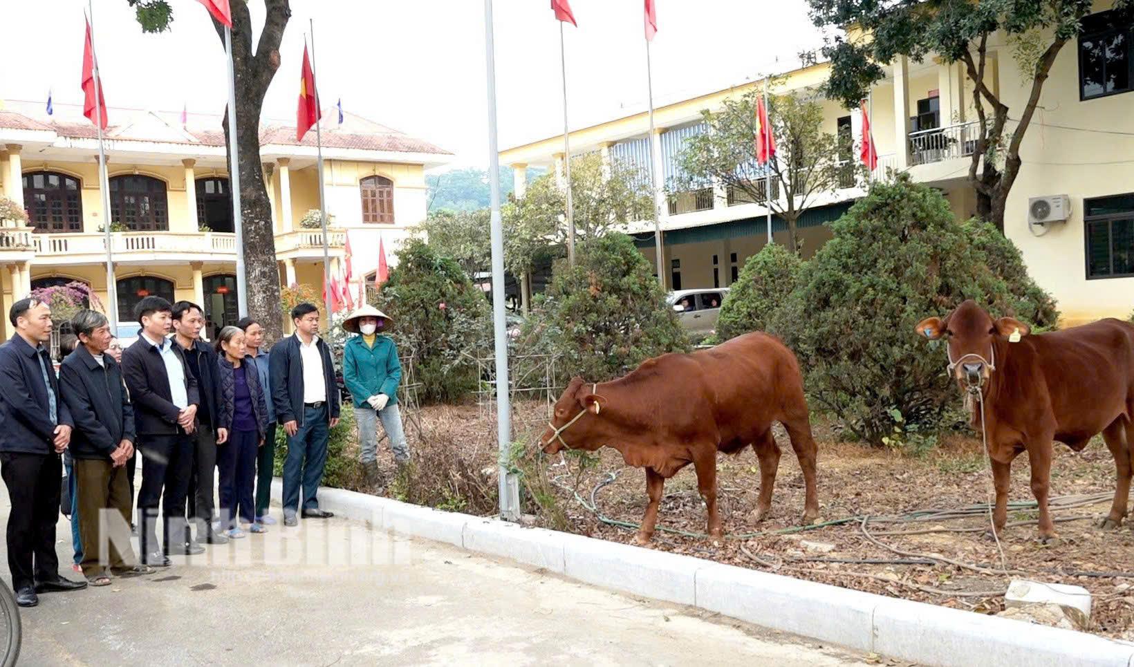 Các đại biểu nghe giới thiệu về giống bò lai kiêm dụng Senepol.