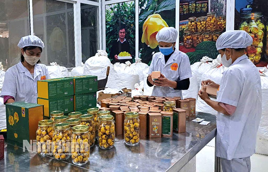 Đóng gói sản phẩm Trà hoa vàng tại Công ty TNHH Dược liệu Vũ Gia, xã Gia Lâm (Nho Quan).