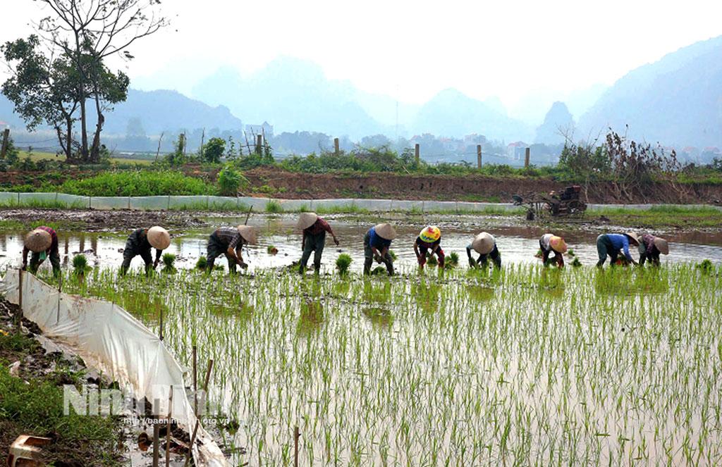 Nông dân xã Gia Tân, huyện Gia Viễn cấy lúa Đông xuân sớm. Ảnh: Anh Tuấn