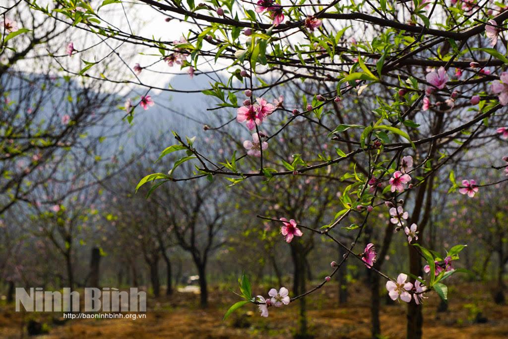 Đào Đông Sơn (thành phố Tam Điệp) khoe sắc. Ảnh: BNB