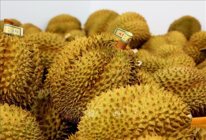 Sầu riêng xuất khẩu sang Trung Quốc. Ảnh: TTXVN