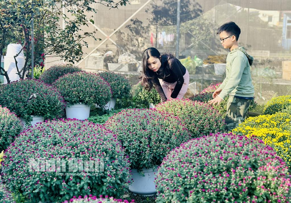 Hoa cúc mâm xôi Hàn Quốc được nhiều người dân lựa chọn để trưng bày Tết năm nay.